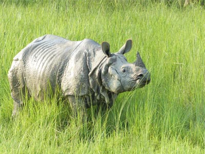 Rhinoceros in Valmiki National Park
